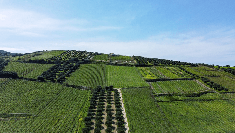 image (trees field)