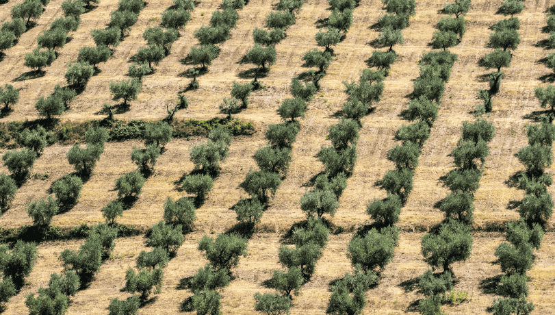 image (olive field)