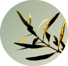 image (olive)