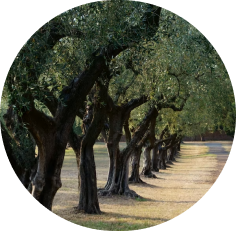 image (forest)