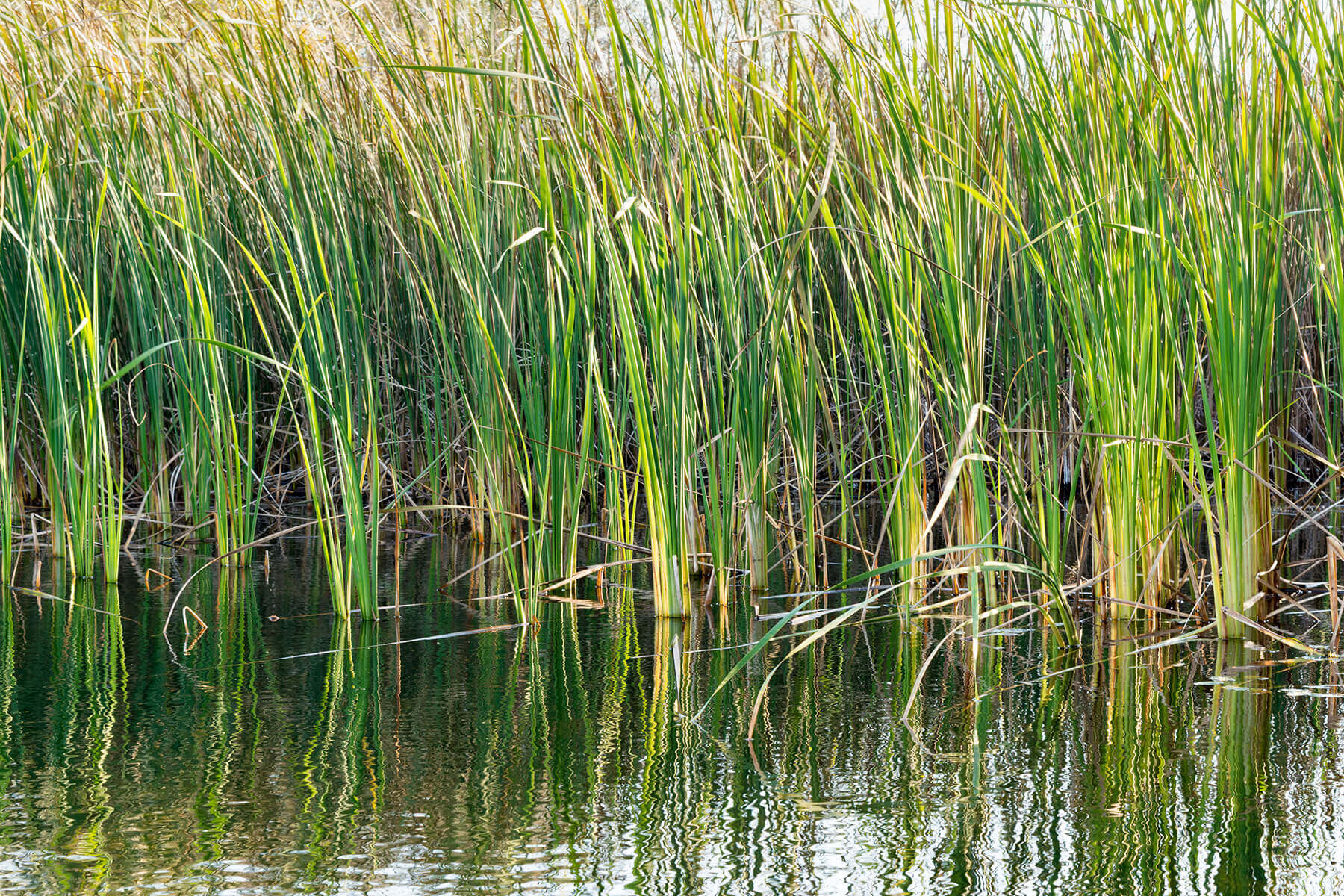 Reed bed filtration Installation across Norfolk and Suffolk