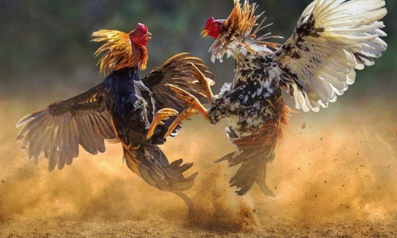đá gà 8xbet thú vị