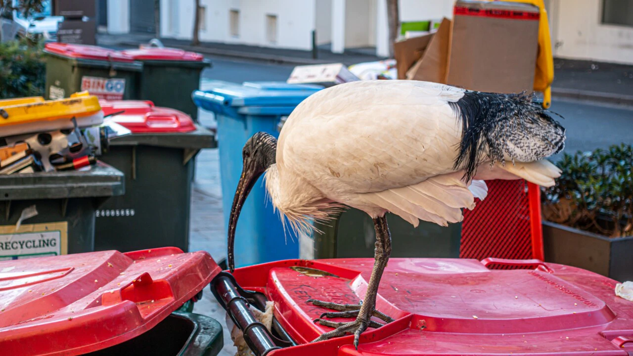 Why thousands of Sydney bins are going uncollected today Real Sydney News
