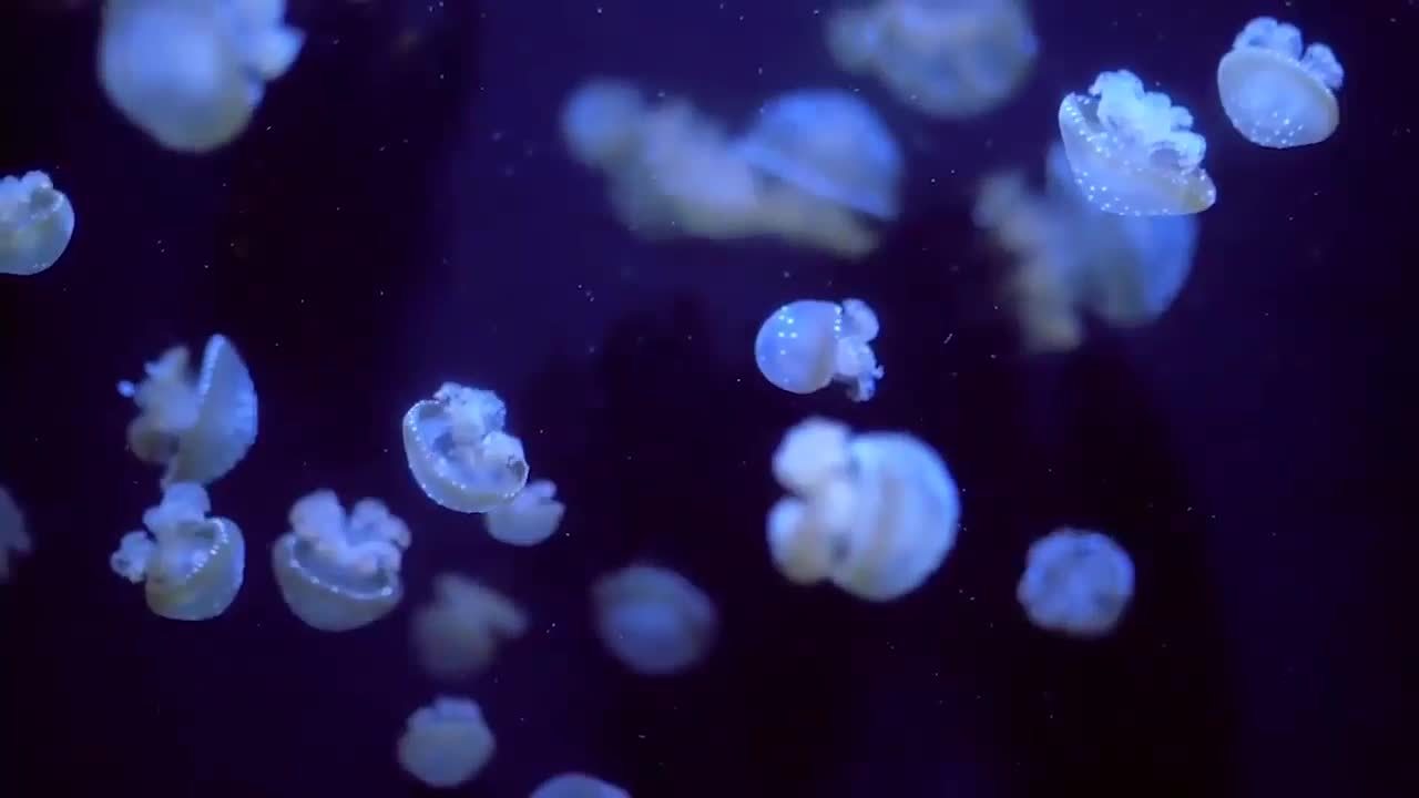 Jellyfish! Learn about Jellyfish by Kids Learning Videos by Kids