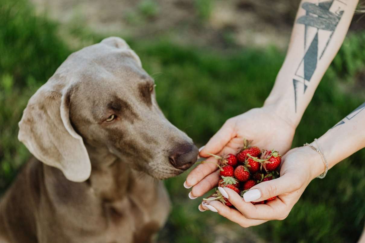 Dürfen Hunde Erdbeeren essen? Alle wichtigen Infos hier
