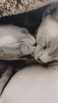 Video of Liam's hairless cats, Anubis and Pharaoh, grooming each other in a furry blanket.