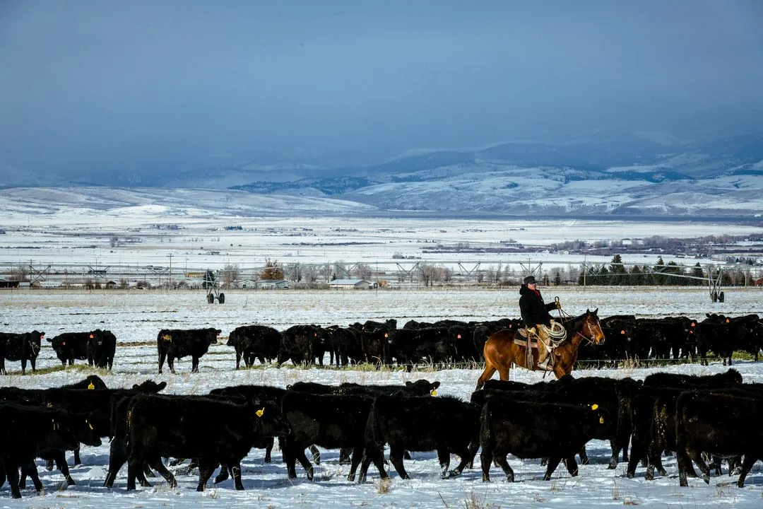 Matador Ranch & Cattle | Where Nature & Agriculture Thrive