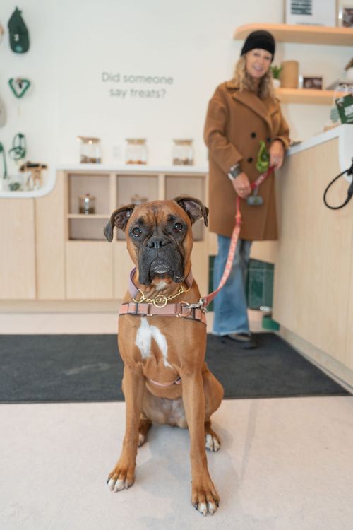 Vet membership and pricing Juno Veterinary