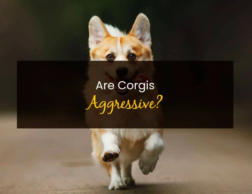 Are Aggressive? Little Pet Corner
