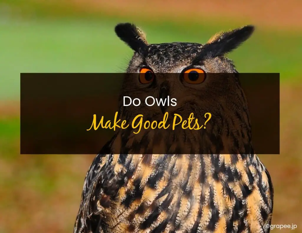 Do Owls Make Good Pets? Little Pet Corner