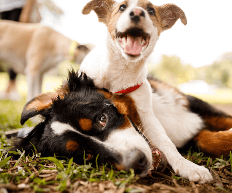 Prosperity Luxury Condominiums Amenities