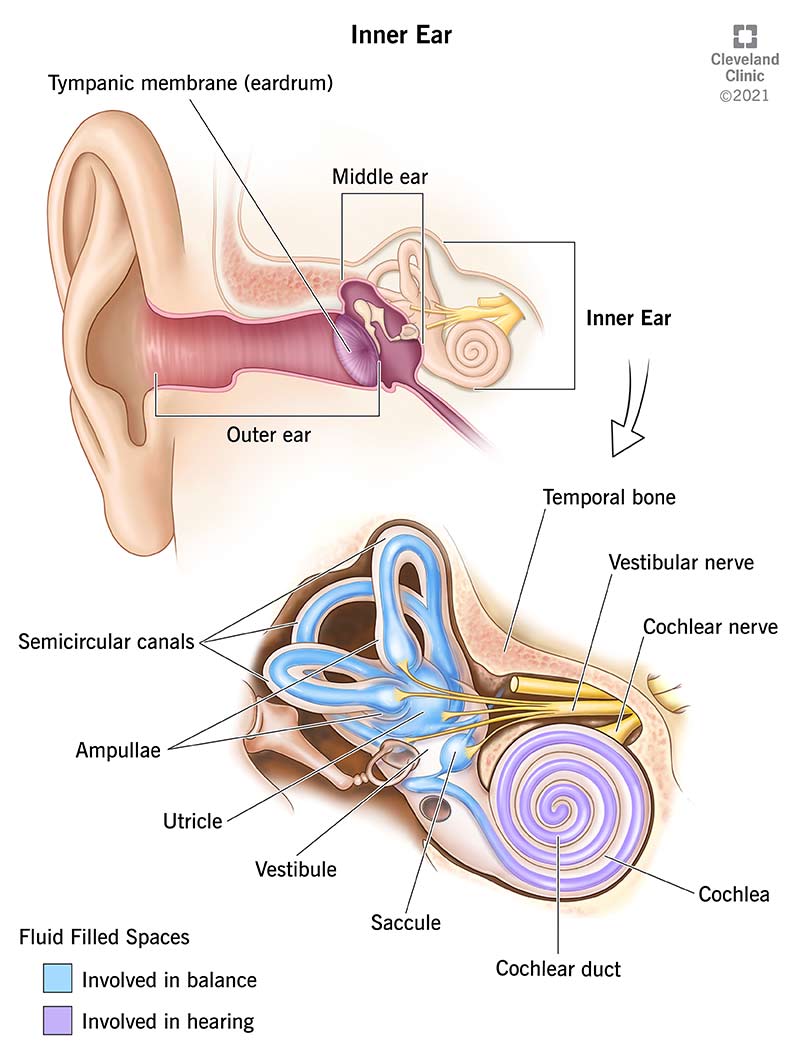 The Inner Ear