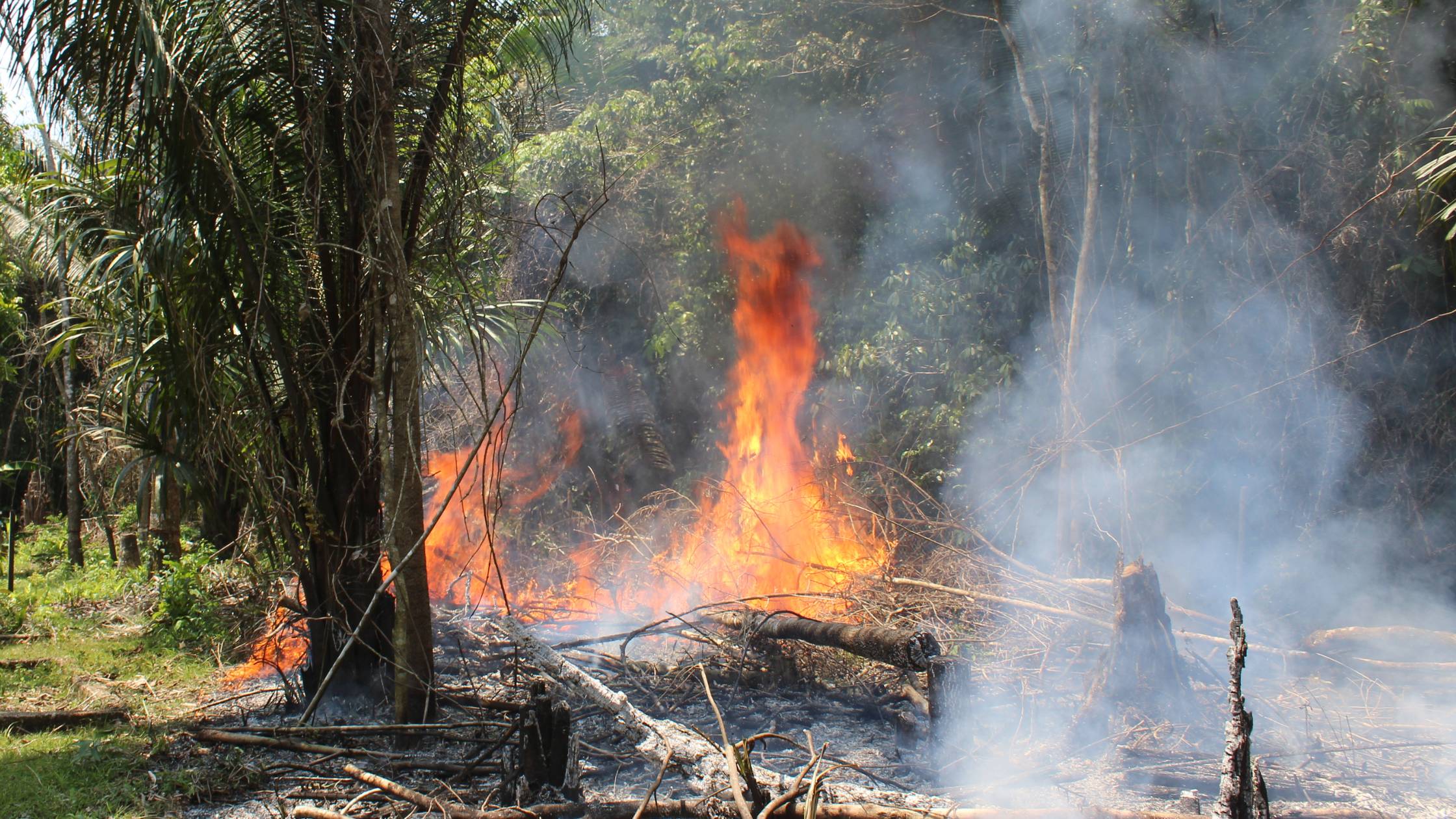 Sowing the Seeds of Change: From Slash and Burn to Permaculture Food Forests