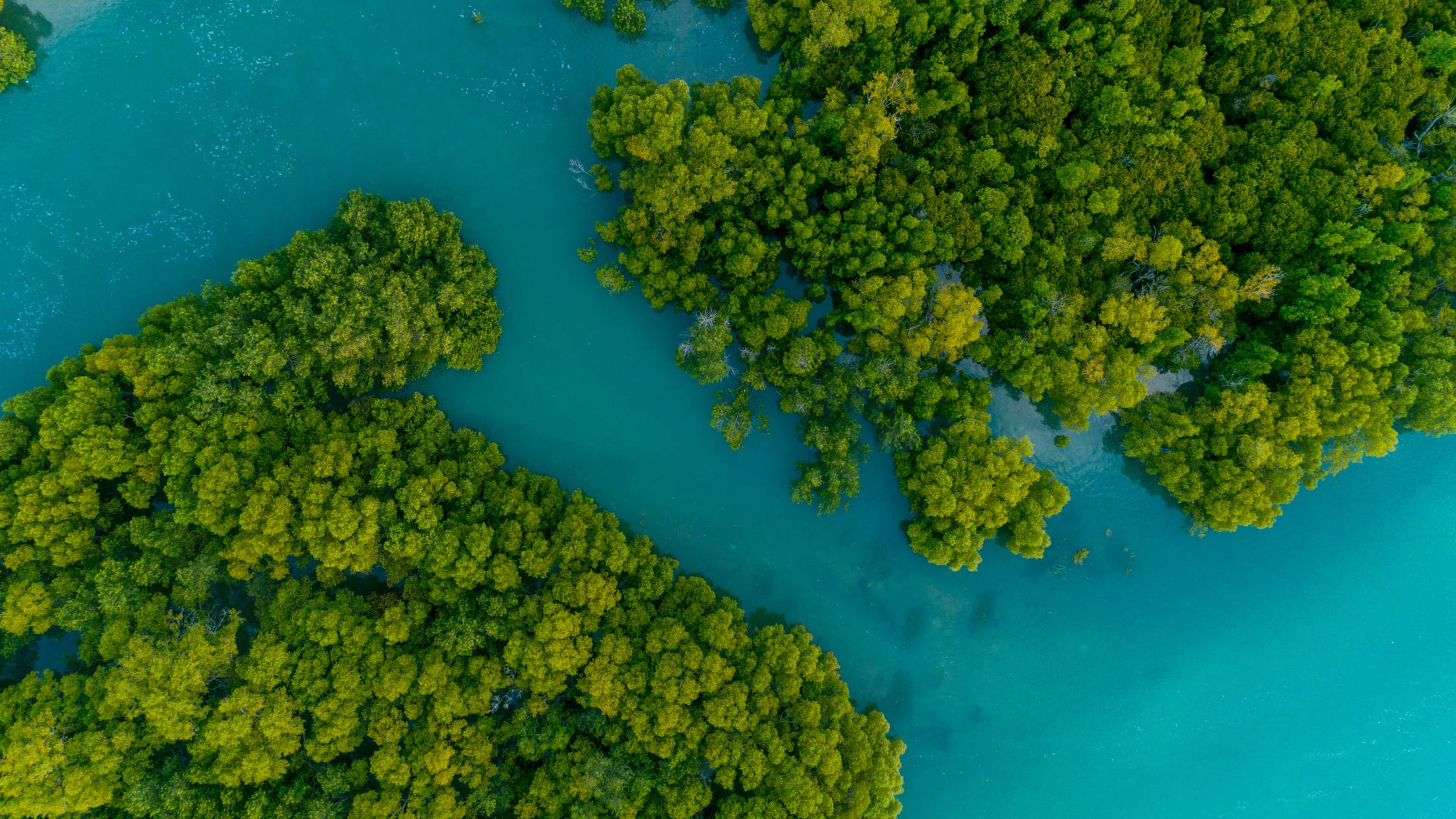 Mangroves in Fiji: Nature's Answer to Climate Change, Erosion, and Biodiversity