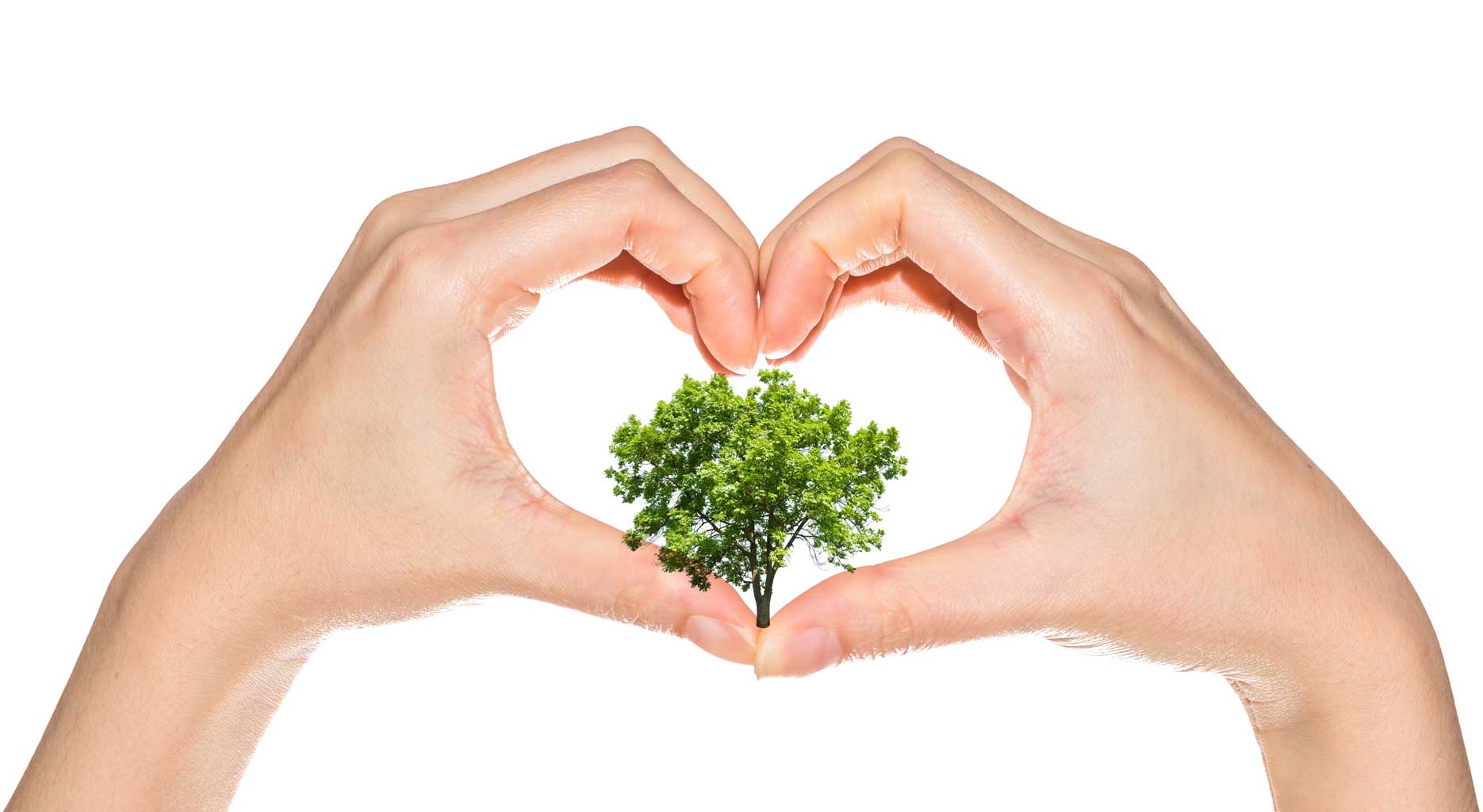 Trees Tree Retention