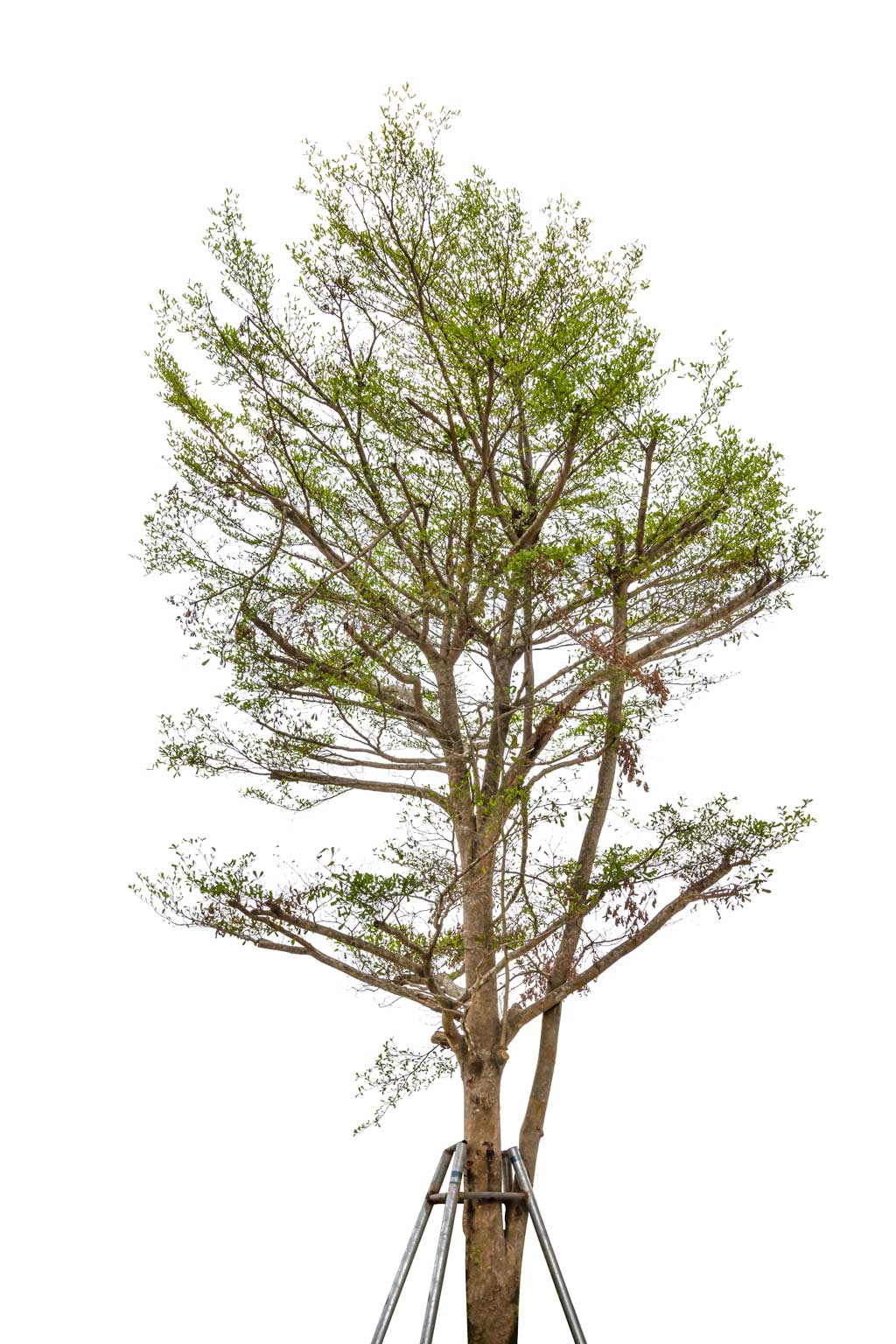 Trees Cable & Bracing