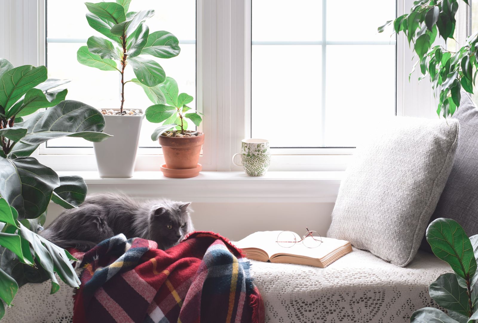 Cute Cat Sitting in Cozy Reading Nook by a Window