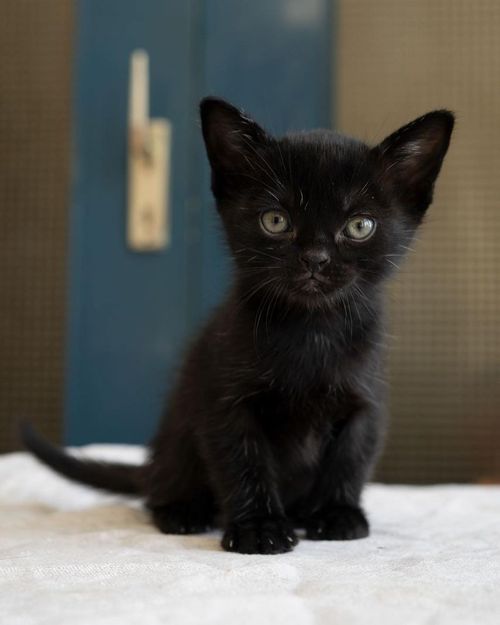 BOMBAY KITTENS FOR SALE