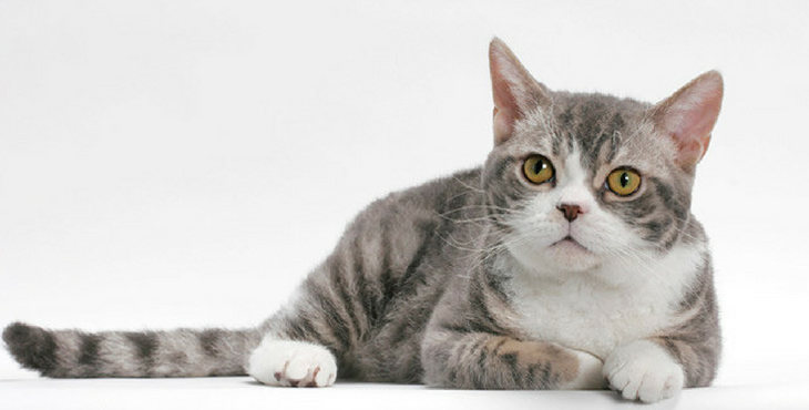 chat American Wirehair