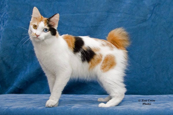 chat japanese bobtail