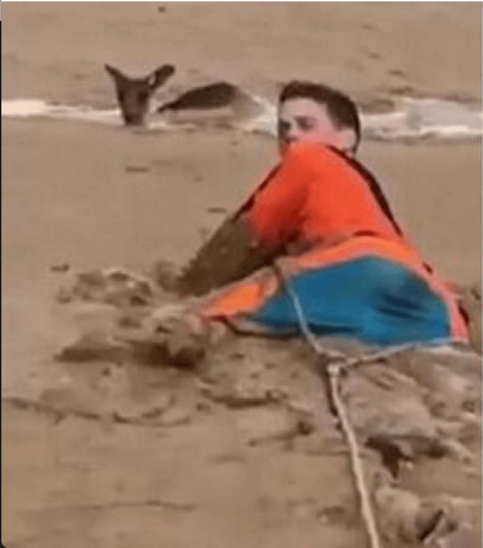 kangourou australie boue