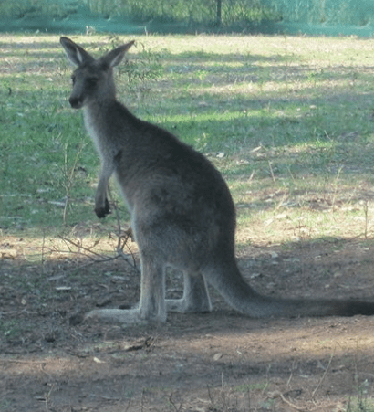 kangourou australie boue