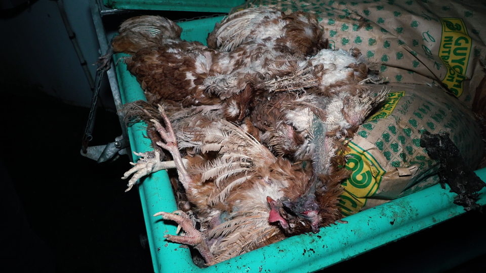 poules batterie L214