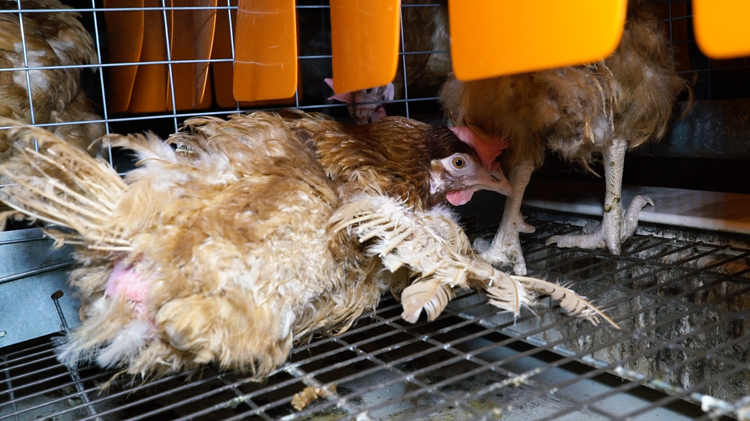 poules batterie L214