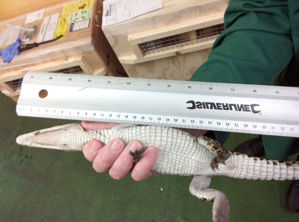 crocodile heathrow