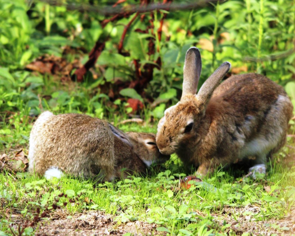 Source : Fabienne Calzas/Faun'Ethic