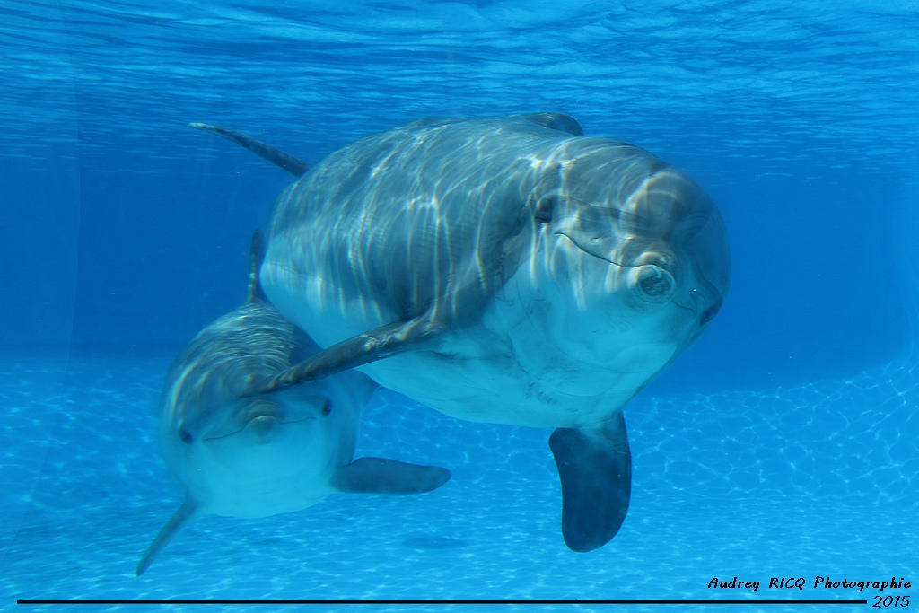 femke-one-voice-dauphin-parc-asterix-8