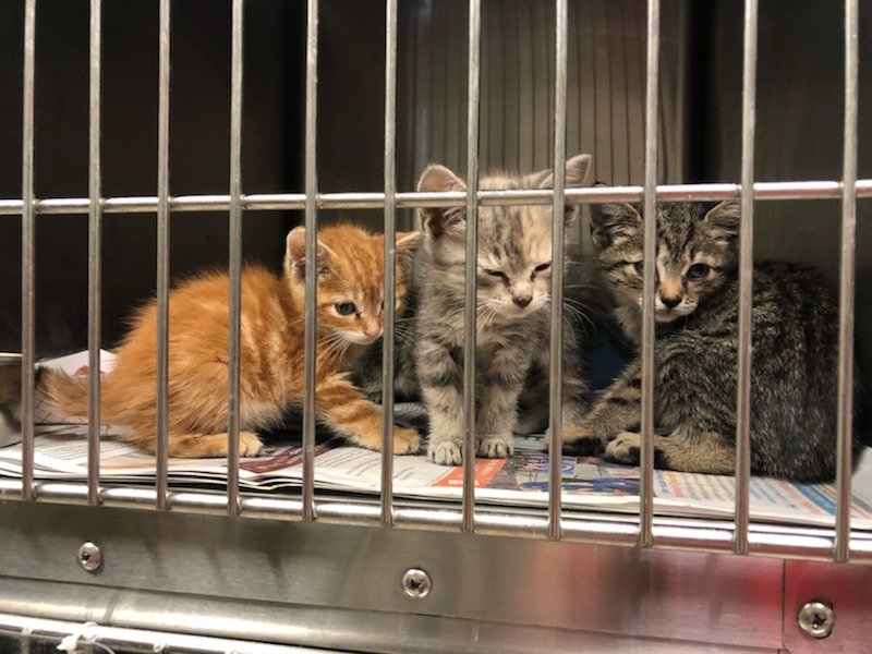 harris county refuge