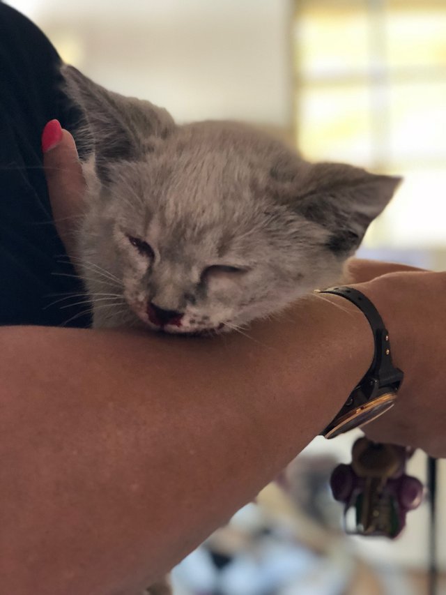 harris county refuge