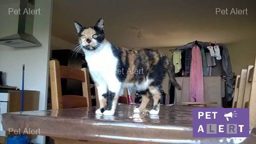 chatte de gouttière