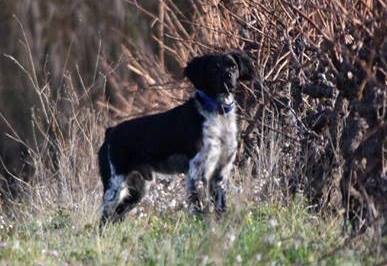 chien épagneul breton