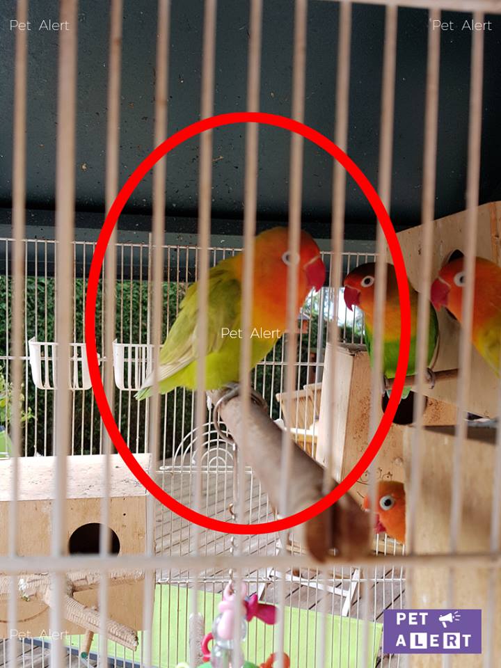 perroquet inséparable