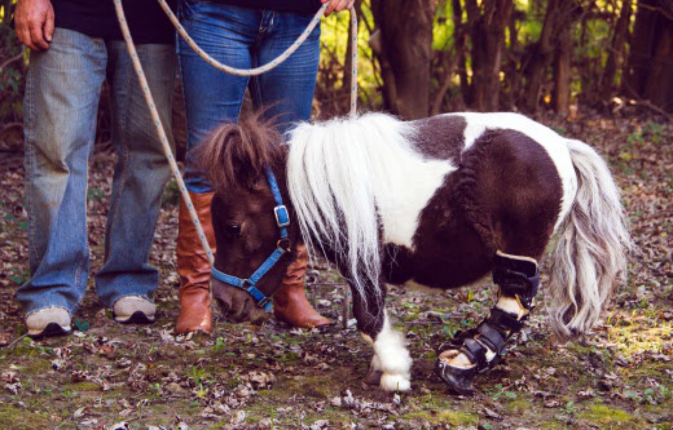chevaux nains aveugles