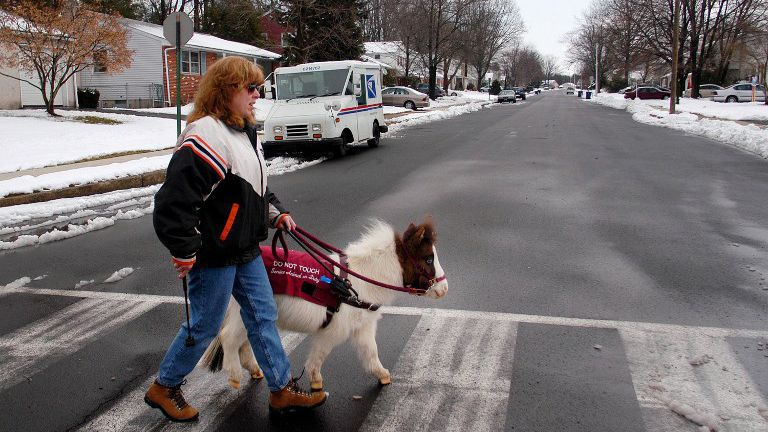 chevaux nains aveugles