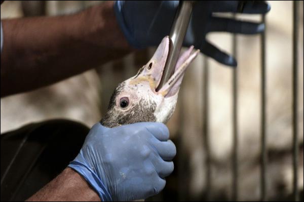 luxembourg animaux loi