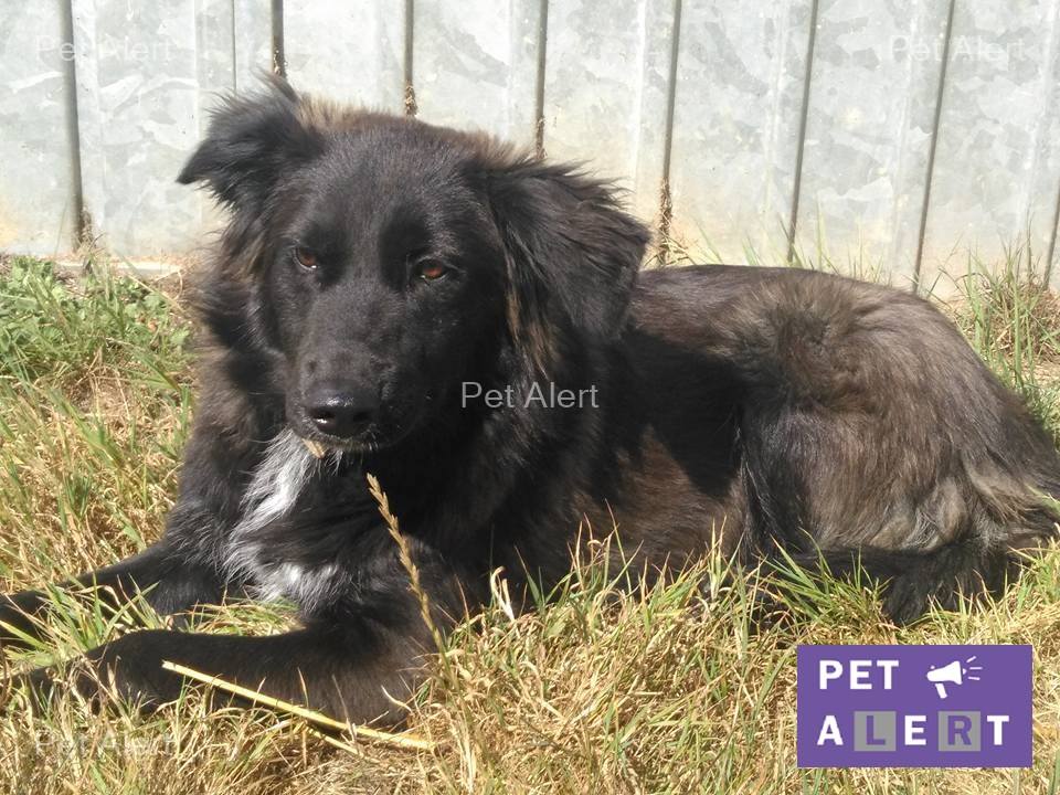 chienne border collie