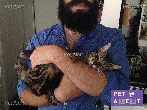 Robbie, une chatte tigrée