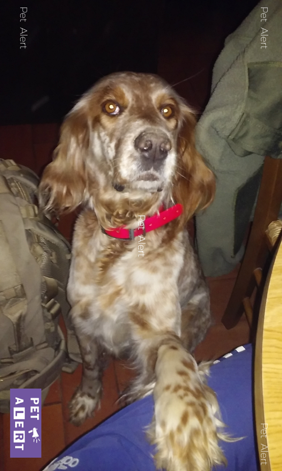 setter anglais perdu