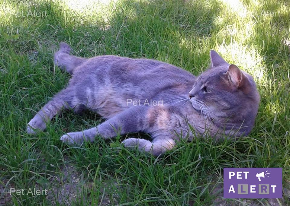 chat tigré gris perdu