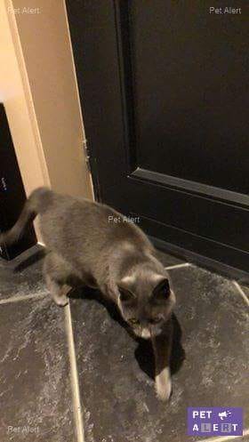 Chat Chartreux