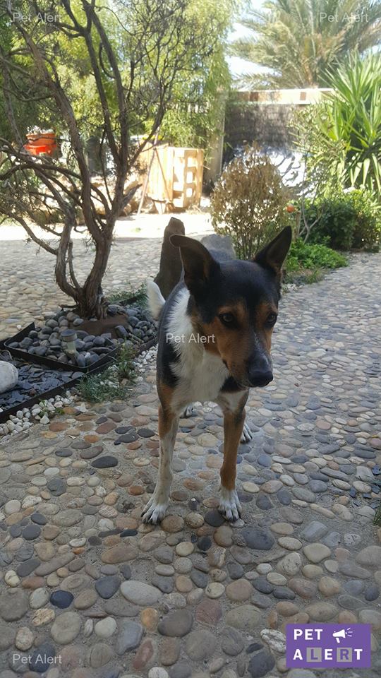 Snatch, le Border Collie