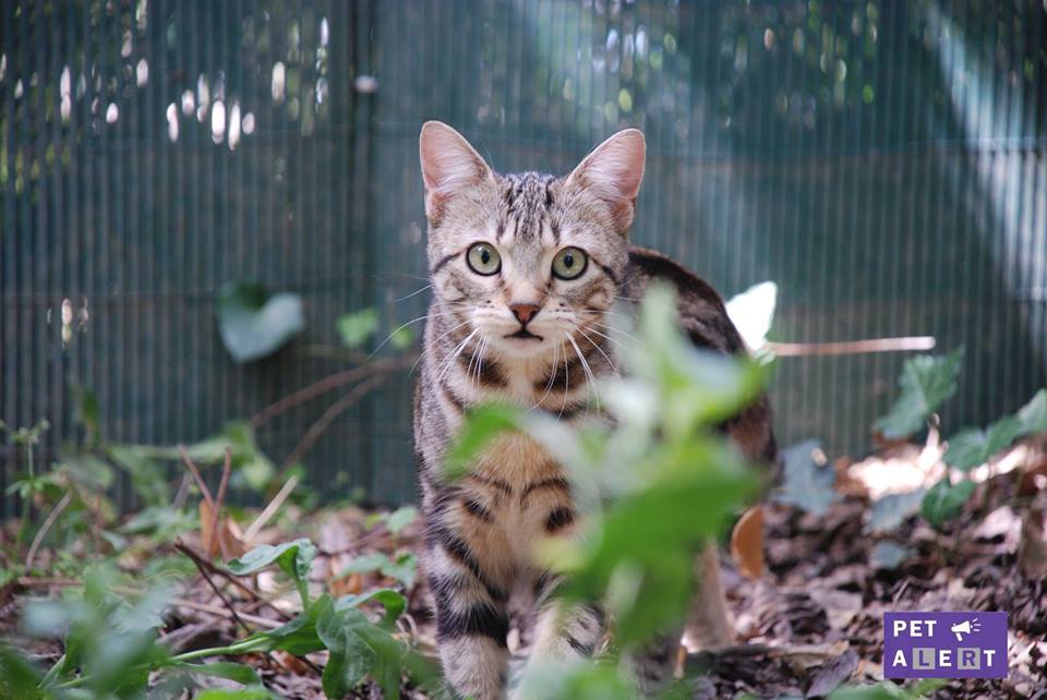 Chouquette, petite chatte