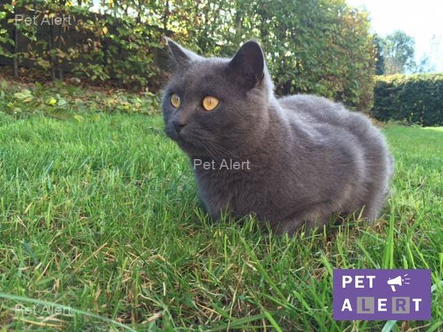 Harry, British Shorthair