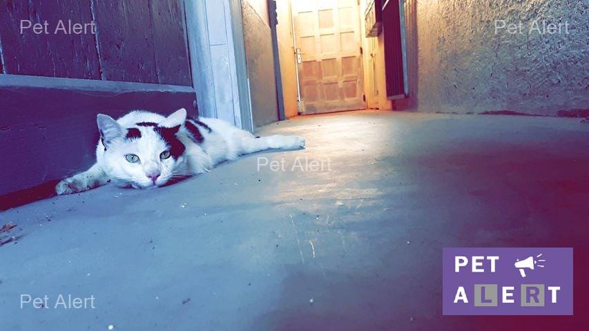 pet alert retrouvailles