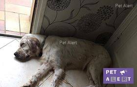 pet alert retrouvailles