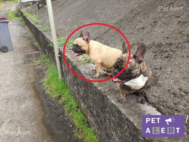 pet alert retrouvailles